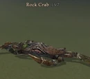 Rock Crab