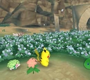 Flower Zone