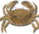 Crab