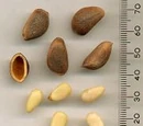 Pine nut