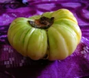 Bitter tomato