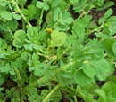 Asparagus pea