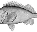 Redfish
