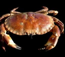 Brown crab