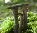 Black trumpet mushroom