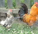 Chicken