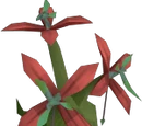 Jade vine
