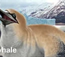 Gannetwhale