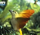 Spitfire bird