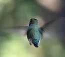 Hummingbird