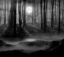 The Path of Black Leaves