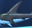 Basking Shark