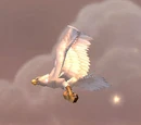 Great White Plainshawk