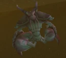 Muckshell Pincer