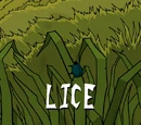 Lice