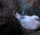 Red-billed Tropicbird