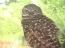 Burrowing Owl.jpg