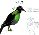 Frilled Parotia