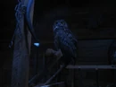 Great Horned Owl no flash.jpg