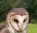 Tytonidae