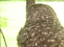 Burrowing Owl2.jpg