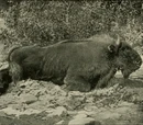 Caucasian Wisent