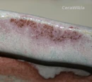 CeraWiki