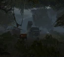 Dark Forest