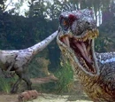 Velociraptor