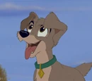 Scamp
