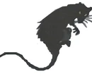 The Rat