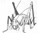 Cave cricket