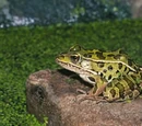 Frog (3.5e Monster)