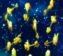 Celestial Spirit Gate Keys