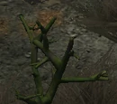 Node: Bright Eye Weed