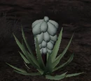 Node: Vegetable