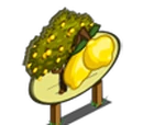 Lemon Tree