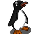 Gentoo Penguin