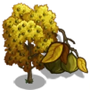 Bitternut Hickory Tree-icon.png