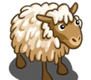 Latxa Sheep