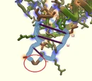 Glycine Hinge