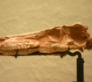 Saurornithoides