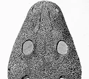 Cheliderpeton