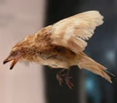 Hauterivian