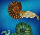 Ammonite