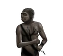 Homo erectus