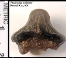 Ptychodus whipplei