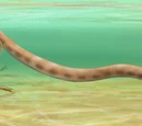 Lysorophia