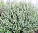 Thyme
