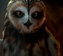 Strix Struma